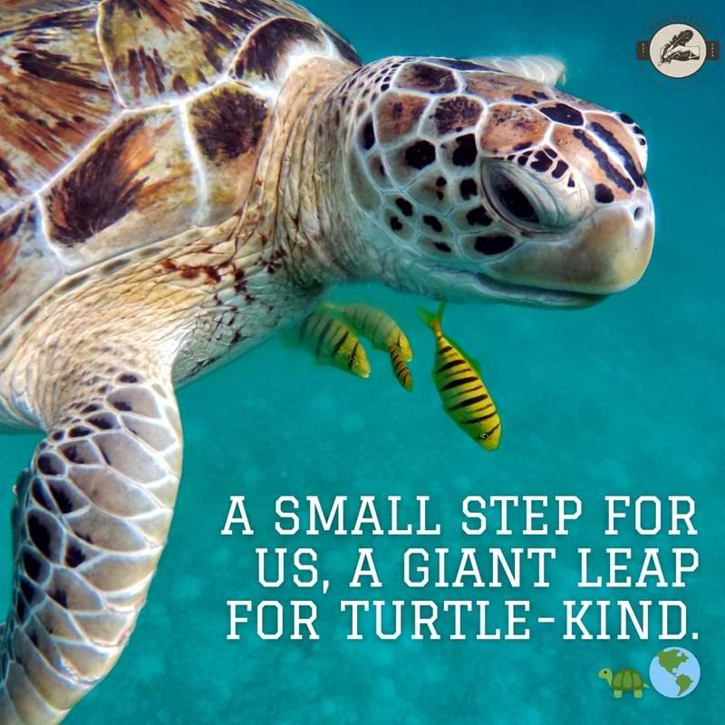 A small step for us, a giant leap for turtle-kind. 🐢🌎