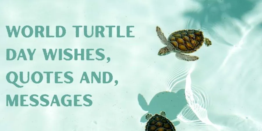 World Turtle Day Wishes, Quotes And, Messages
