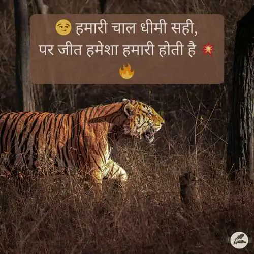 Mafia Don Shayari